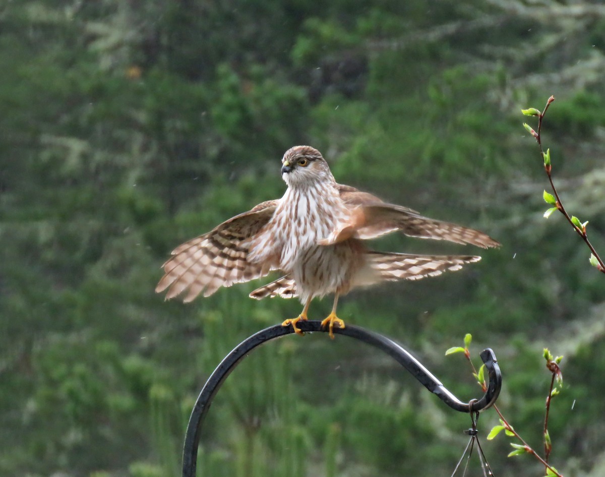 Sharp-shinned Hawk - ML94548111