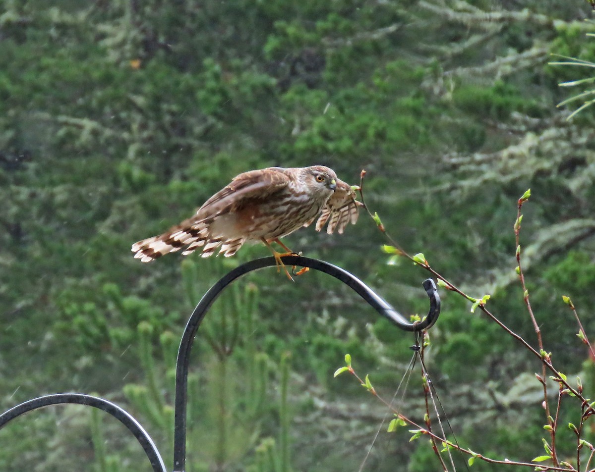 Sharp-shinned Hawk - ML94548121