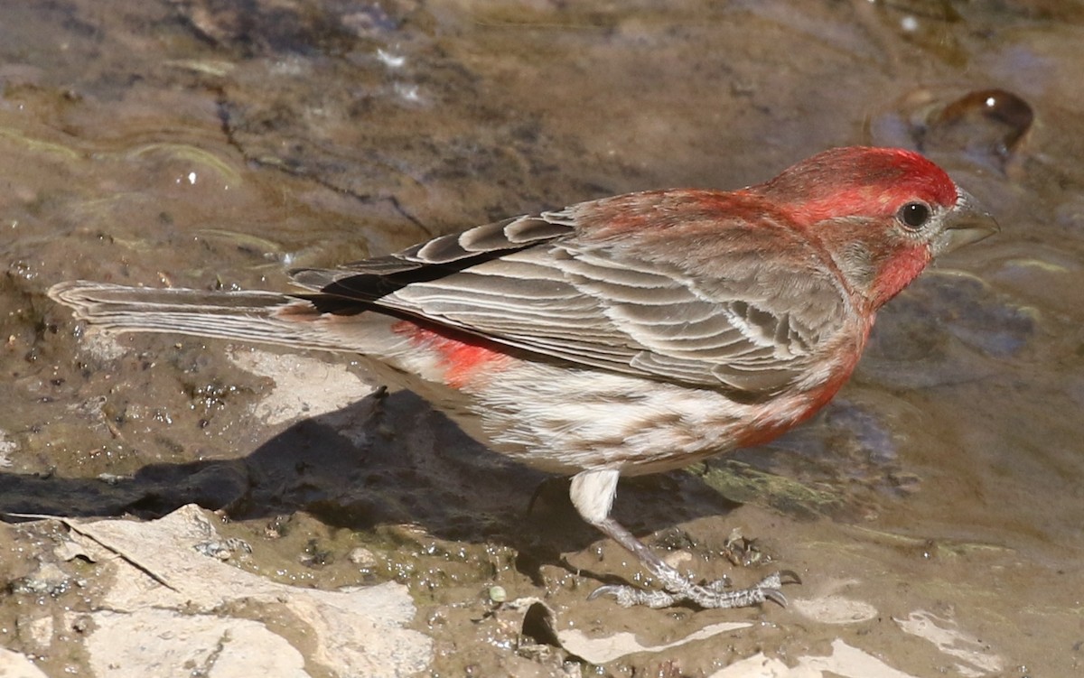 House Finch - ML94548421