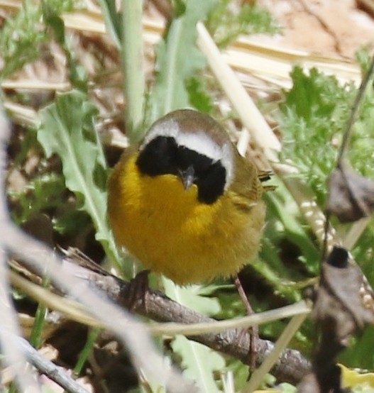 Common Yellowthroat - ML94548471