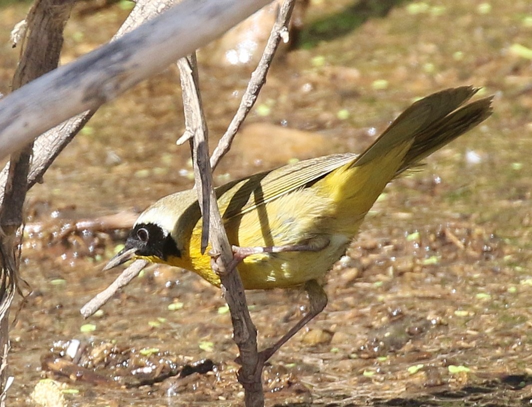 Common Yellowthroat - ML94548481