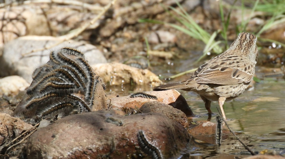 Lincoln's Sparrow - ML94548591