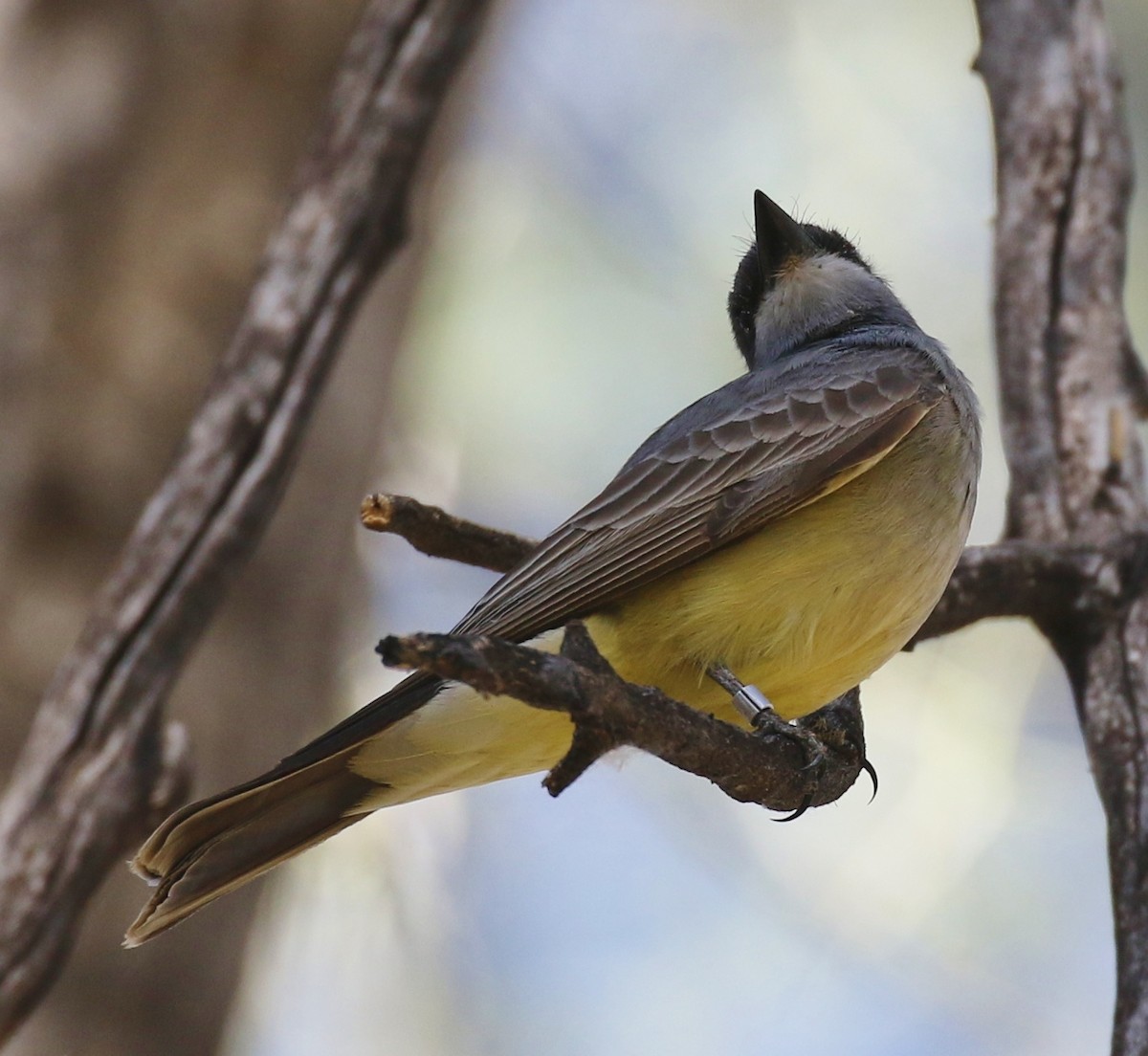 Cassin's Kingbird - ML94548621