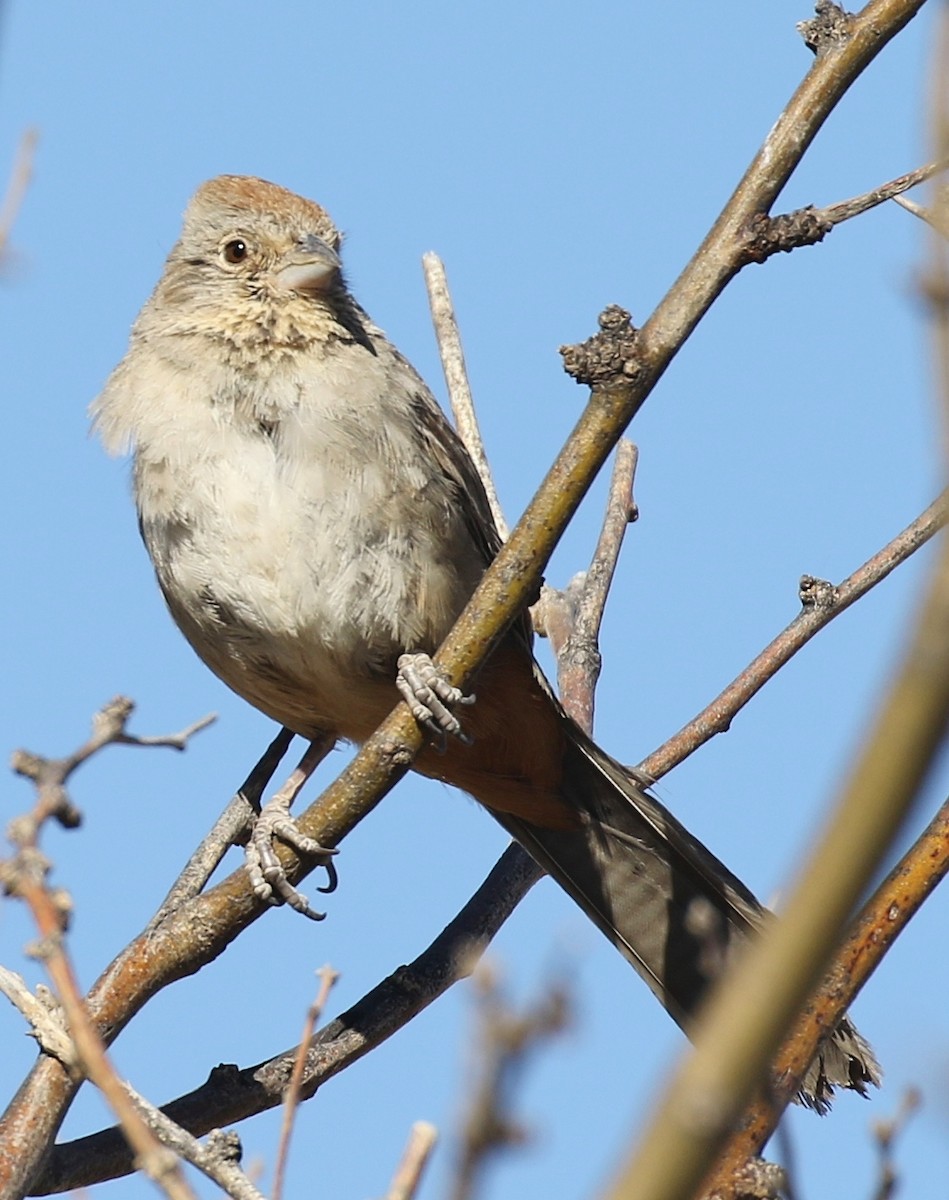 Canyon Towhee - ML94548721