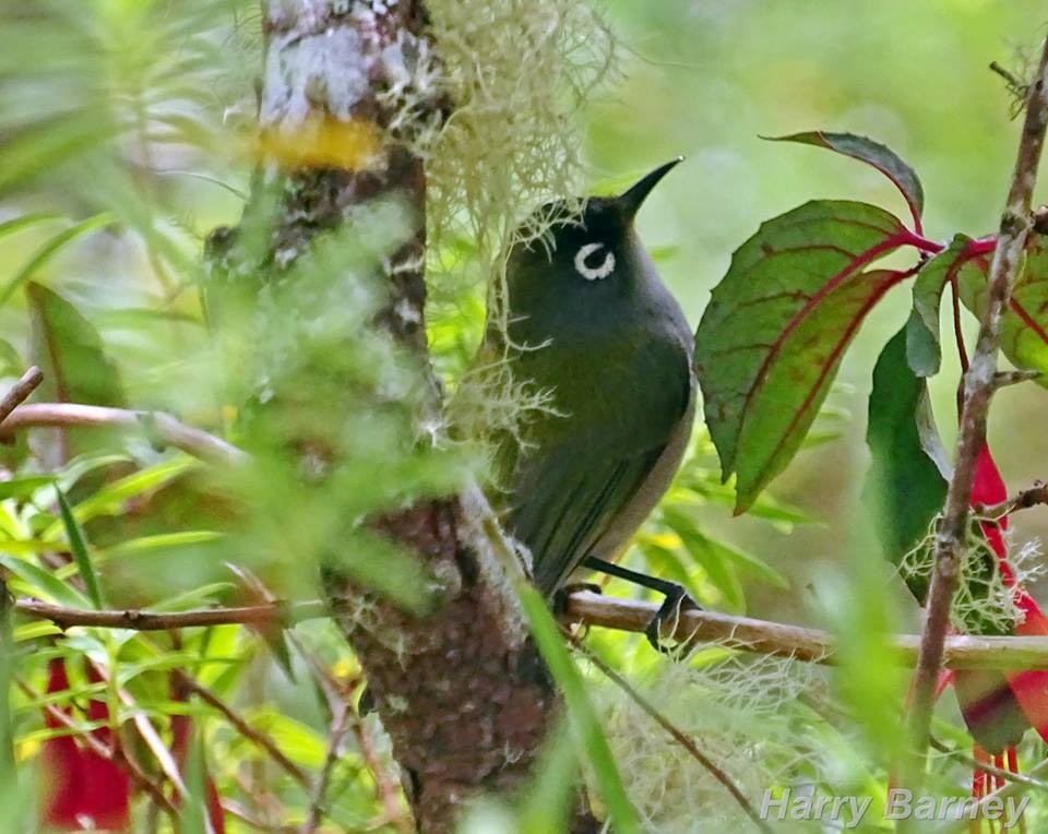 Réunion-Olivbrillenvogel - ML94548801