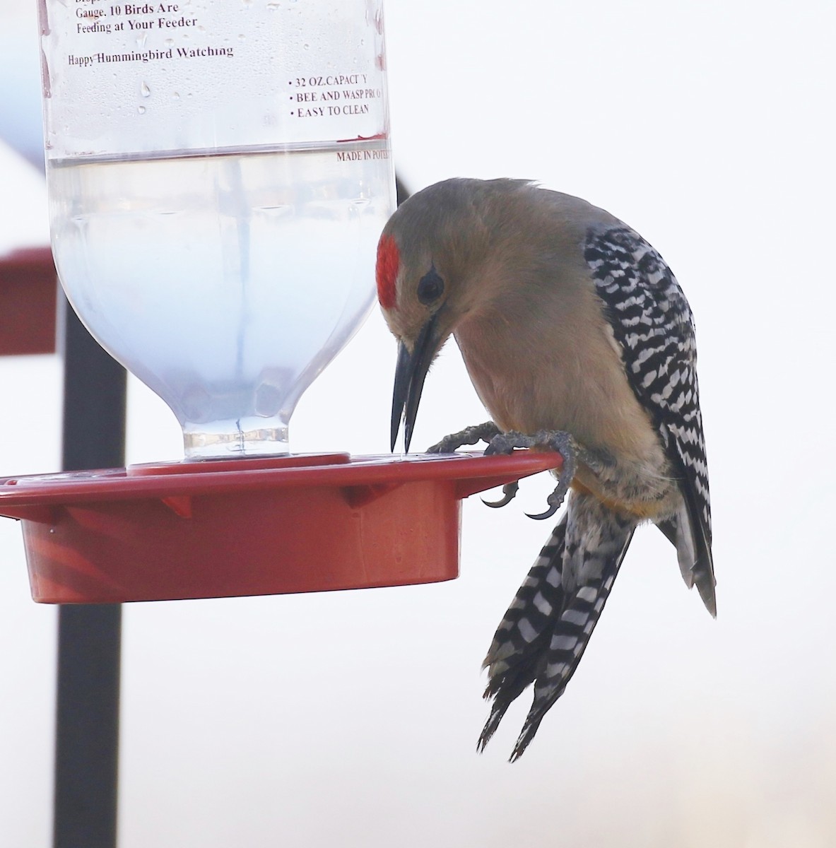 Gila Woodpecker - ML94548841