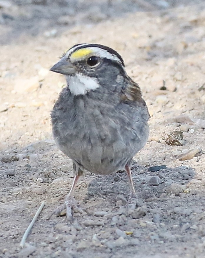 White-throated Sparrow - ML94548961