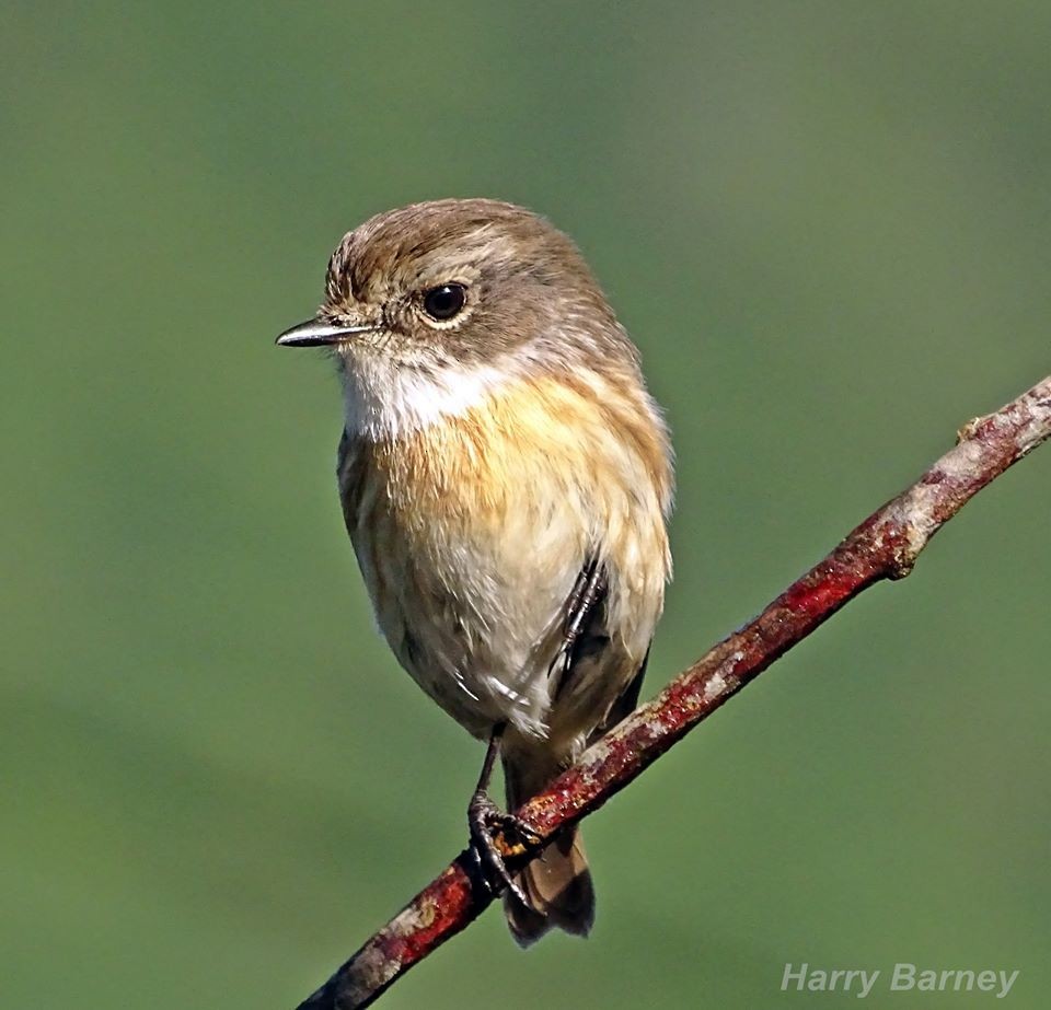 Reunion Stonechat - ML94549091