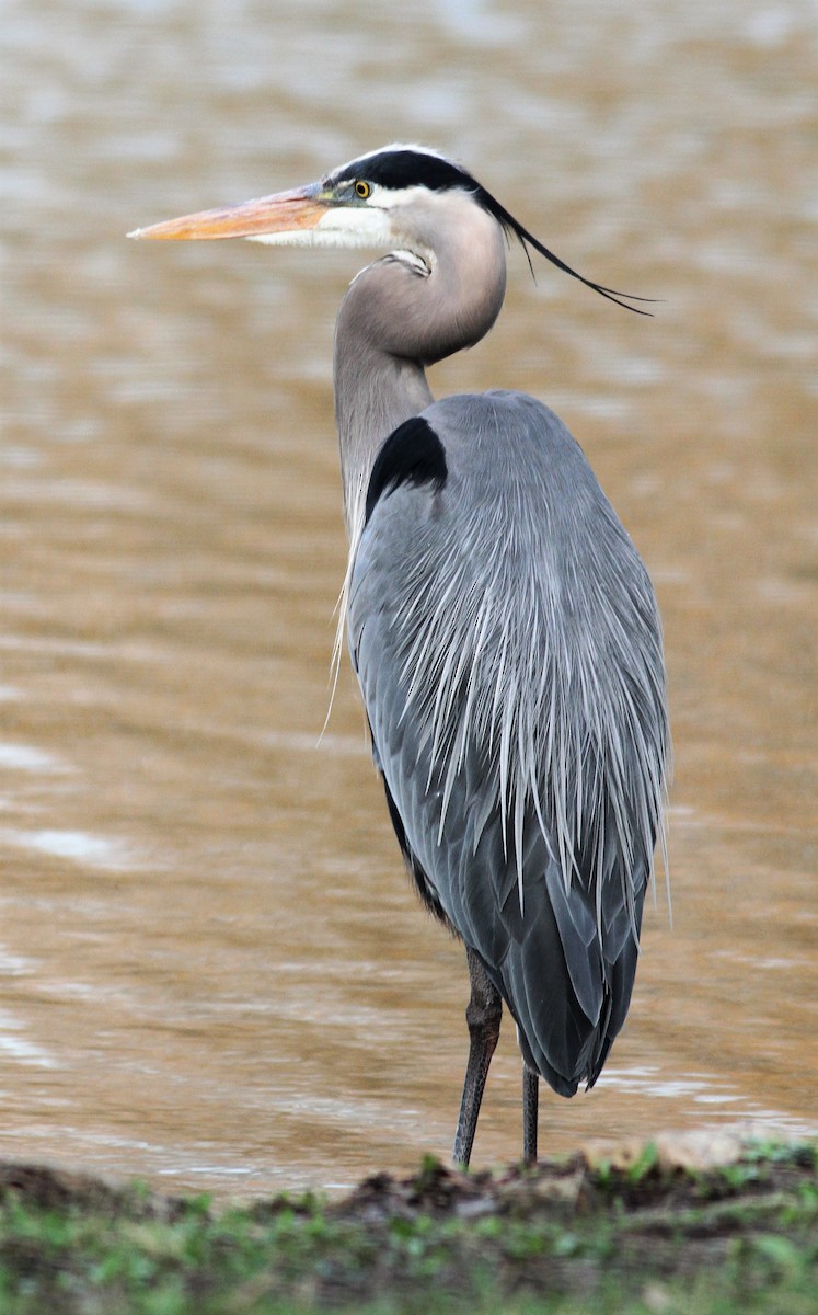 Great Blue Heron (Great Blue) - Becky Lutz