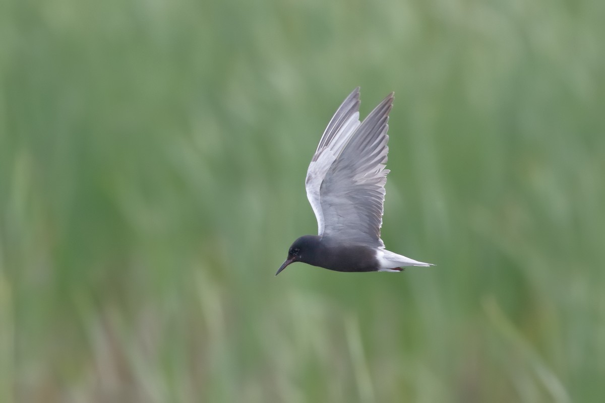Black Tern - ML94550551
