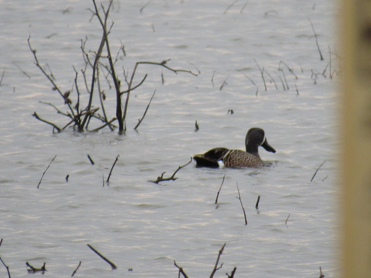 Blue-winged Teal - ML94550971