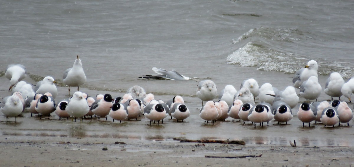 Franklin's Gull - ML94551121