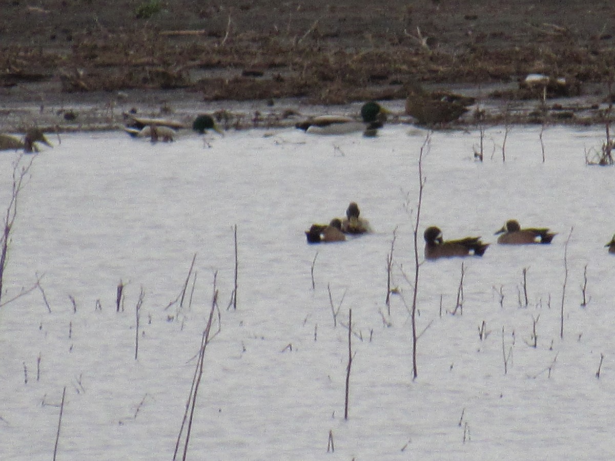 Blue-winged Teal - ML94551261