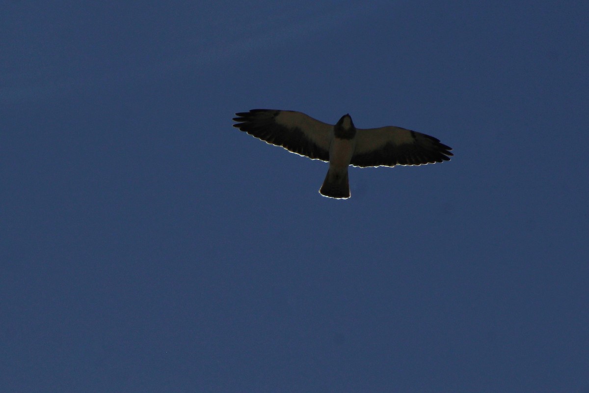 Swainson's Hawk - ML94551681