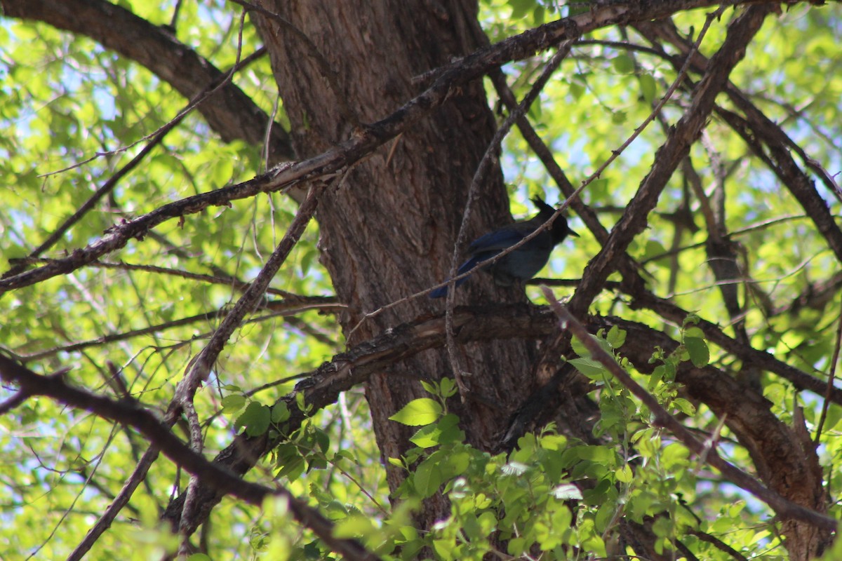 Steller's Jay - ML94551701