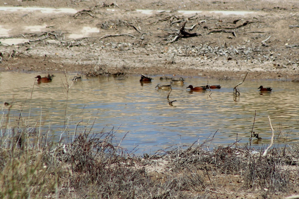 Cinnamon Teal - ML94552621