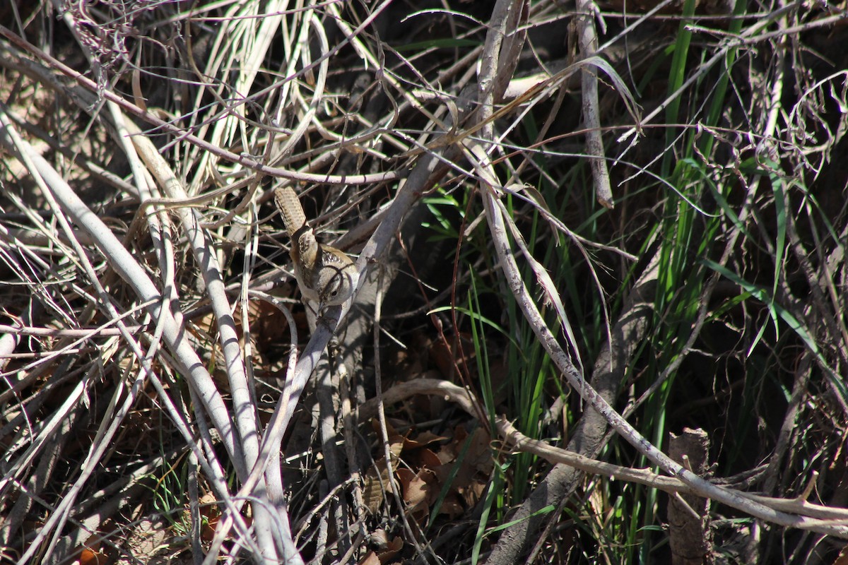 Marsh Wren - ML94552891