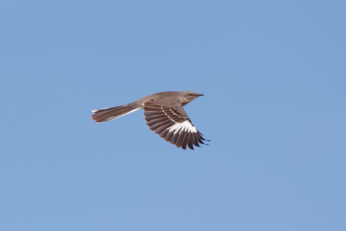 Northern Mockingbird - ML94554331