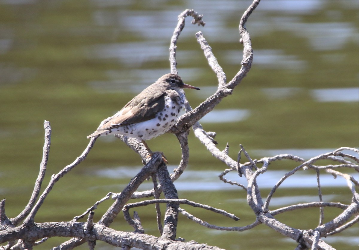 Spotted Sandpiper - Pair of Wing-Nuts