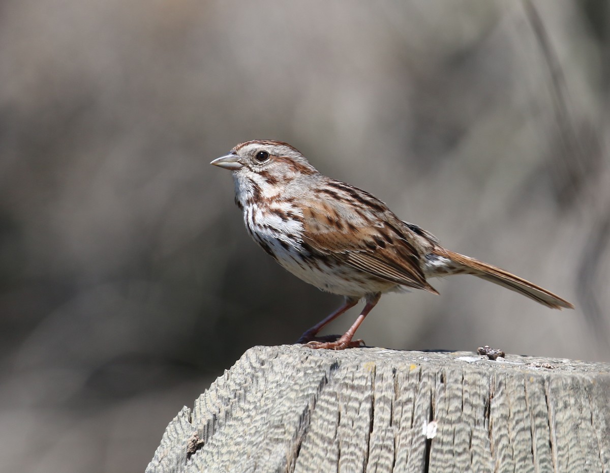 Song Sparrow - ML94555901