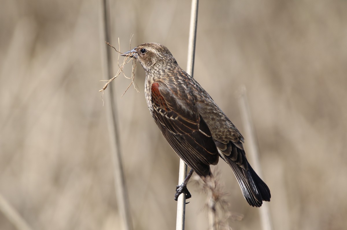 Red-winged Blackbird - ML94556091