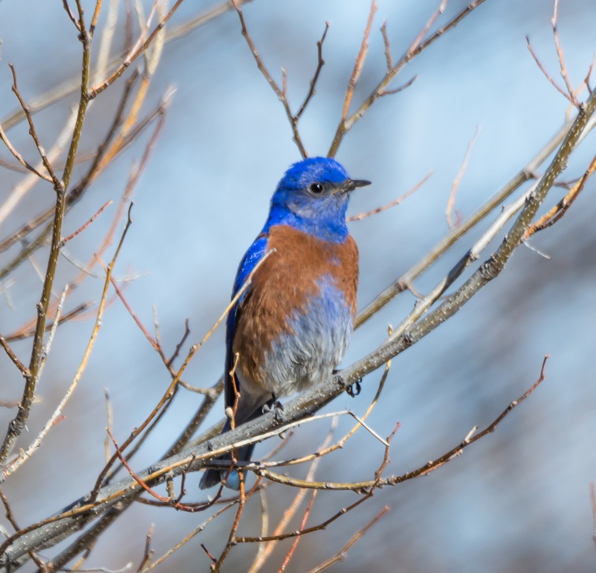 Western Bluebird - ML94556571