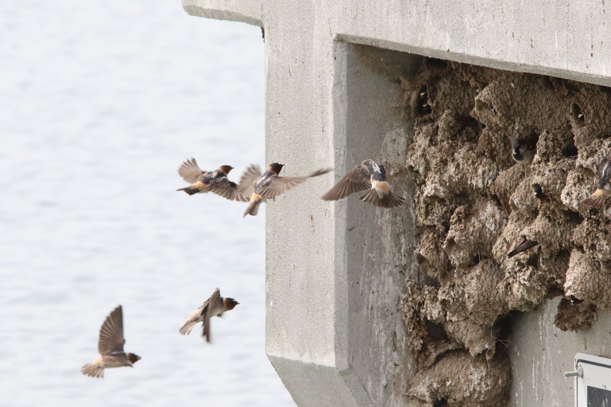 Cliff Swallow - ML94557281