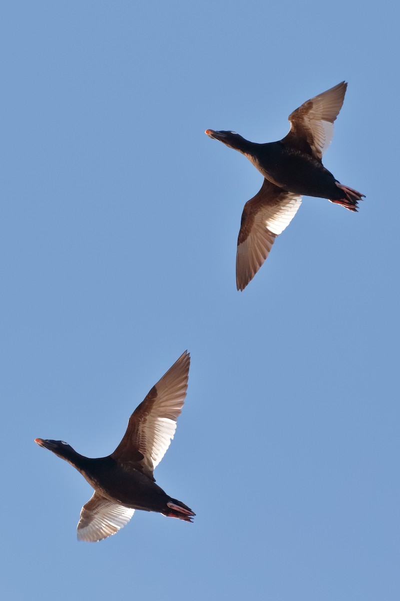 White-winged Scoter - ML94557501