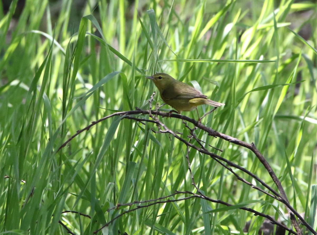 Orange-crowned Warbler - ML94557601