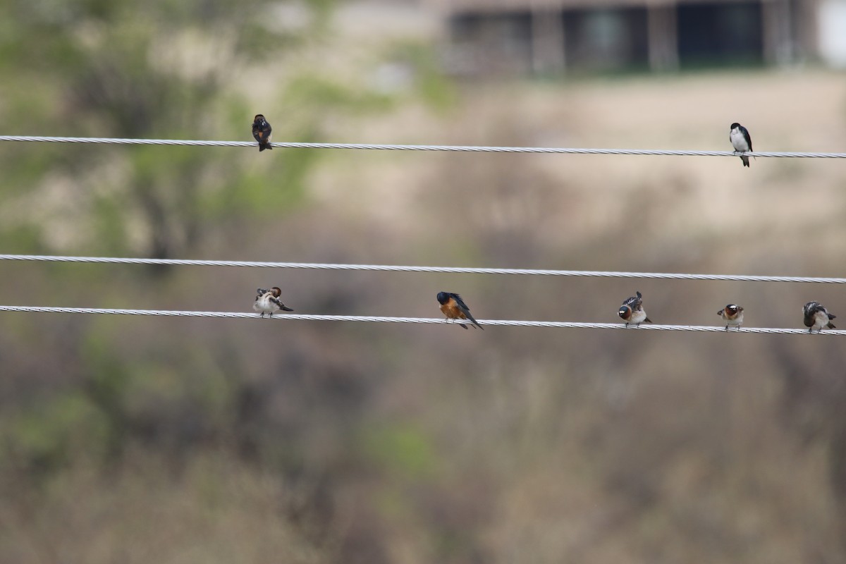 Cliff Swallow - ML94557691