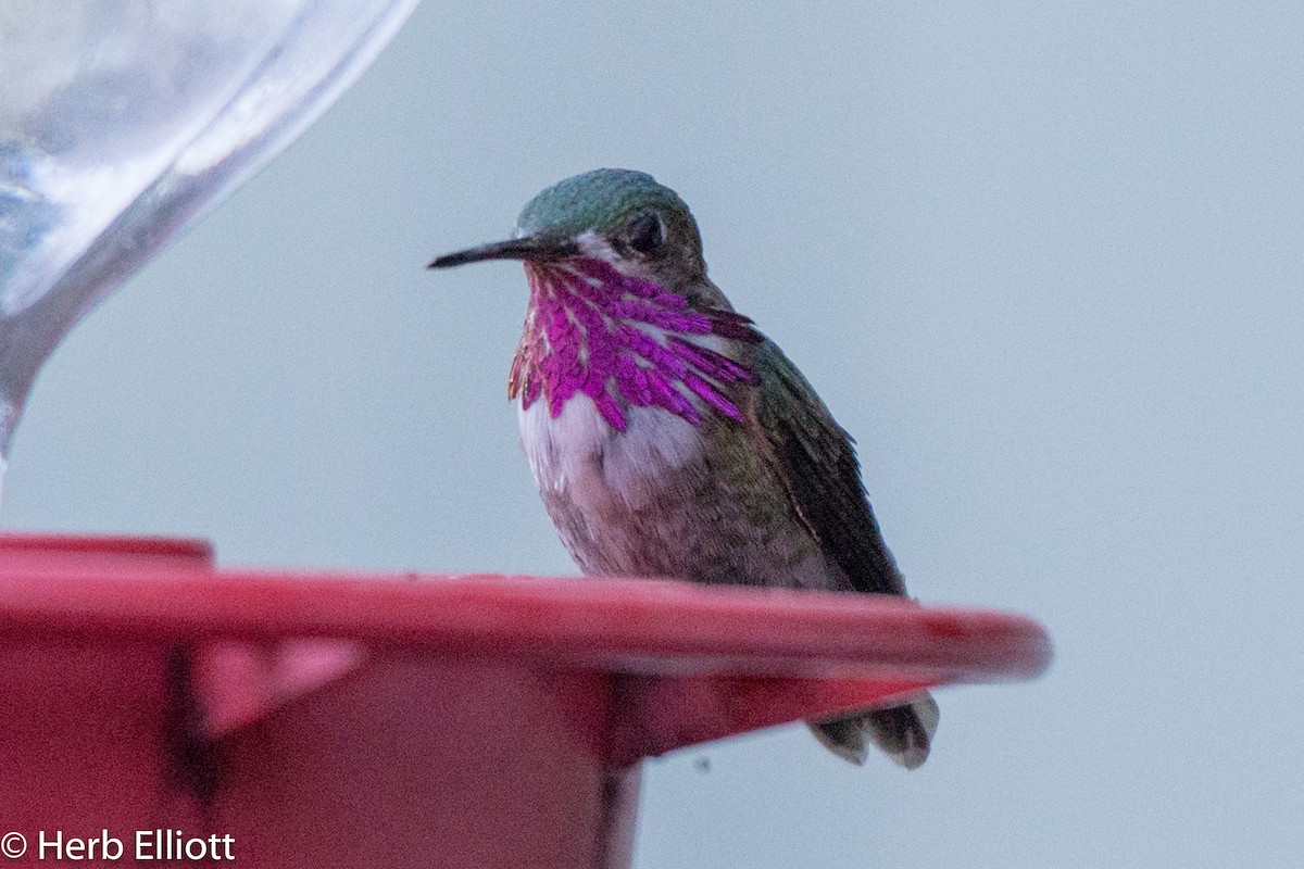 Calliope Hummingbird - Herb Elliott