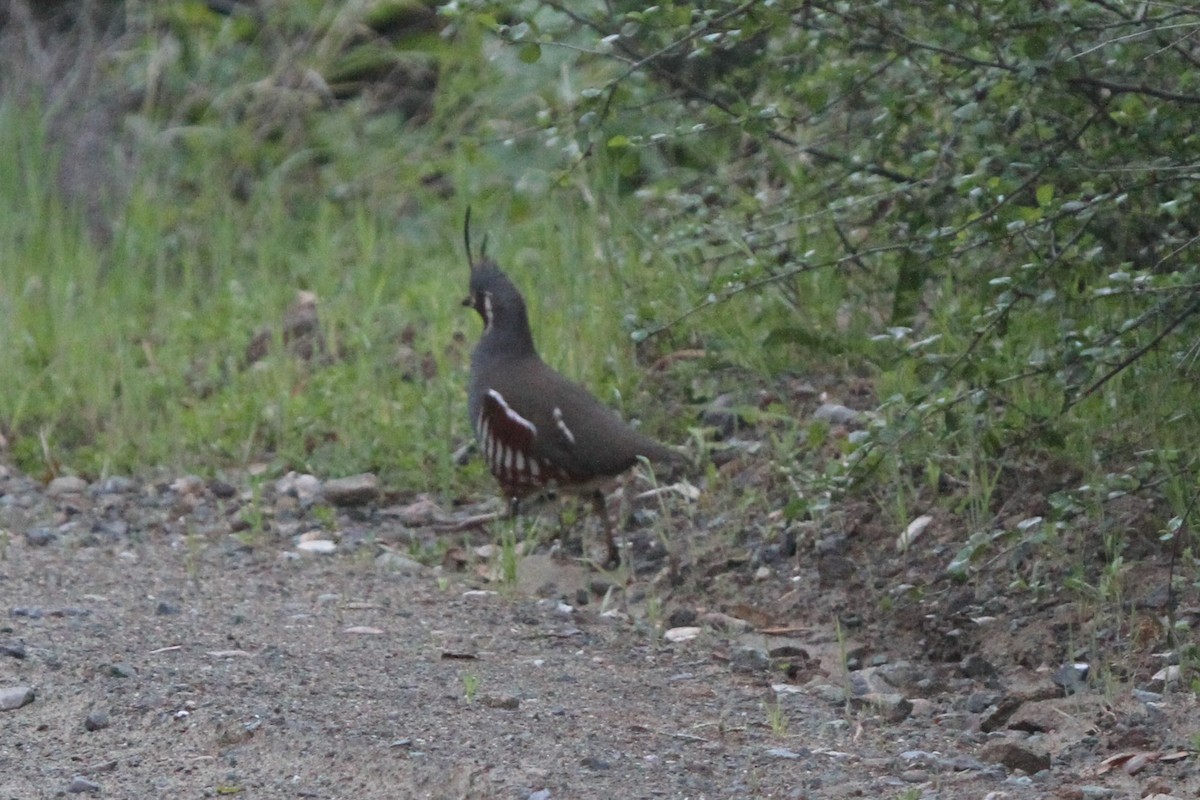 Mountain Quail - James (Jim) Holmes