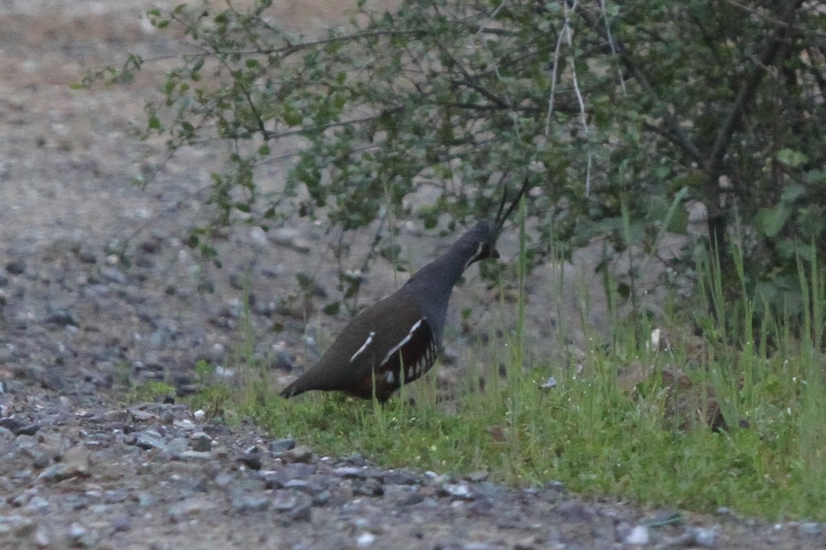 Mountain Quail - James (Jim) Holmes