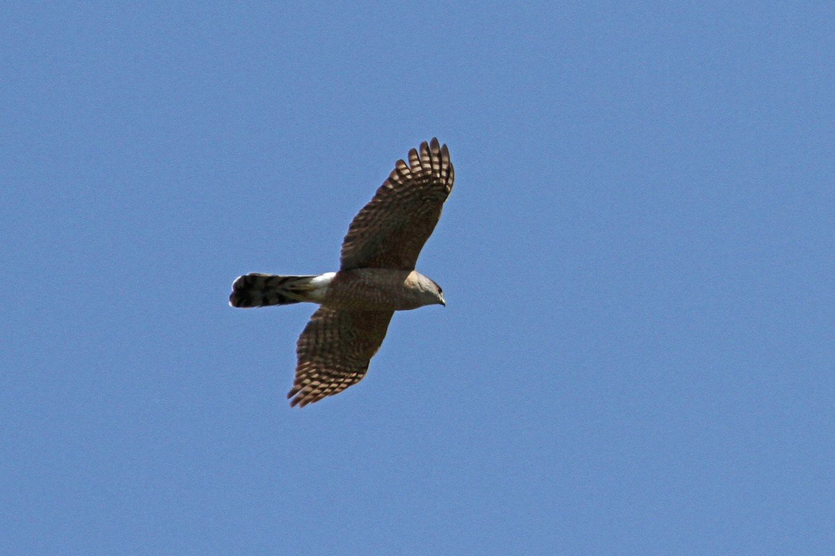 Cooper's Hawk - ML94558981