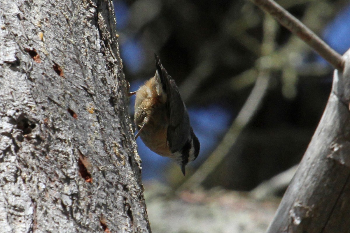 Red-breasted Nuthatch - ML94559511