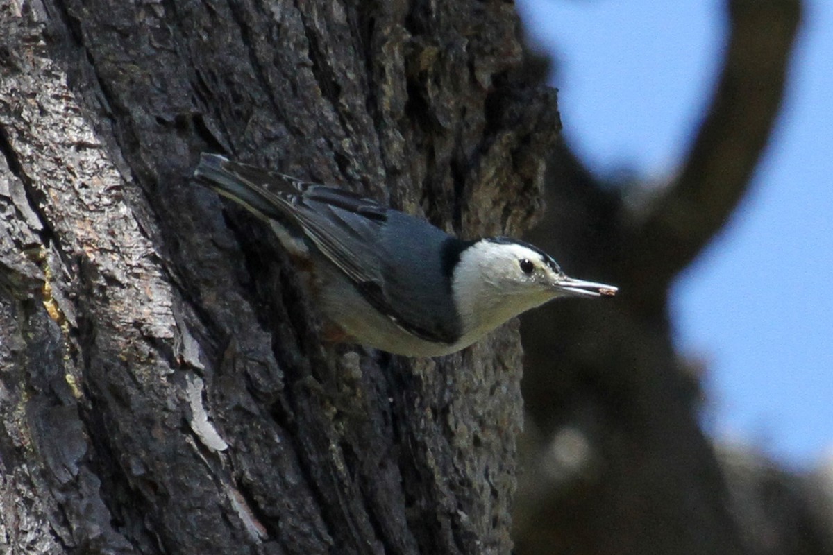 White-breasted Nuthatch - ML94559541