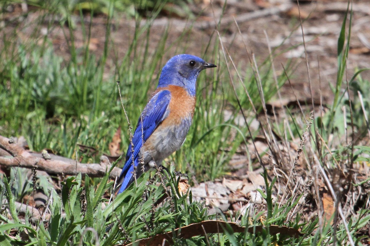 Western Bluebird - ML94559601