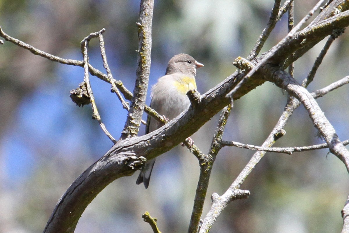 Lawrence's Goldfinch - ML94559621