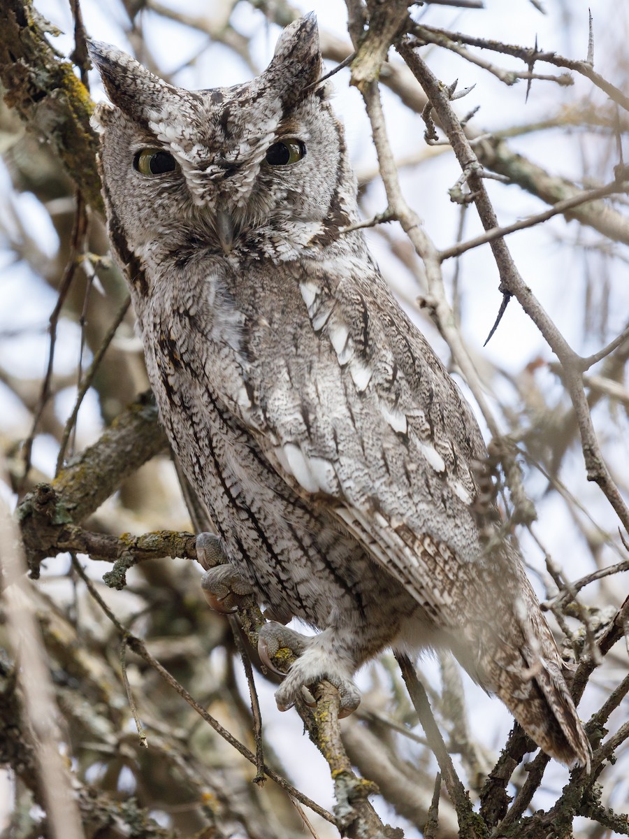 Western Screech-Owl - ML94560531