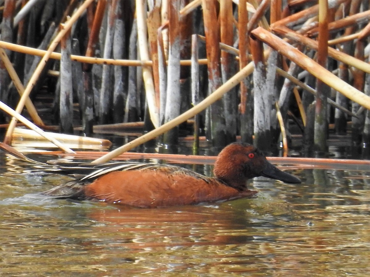 Cinnamon Teal - ML94561281