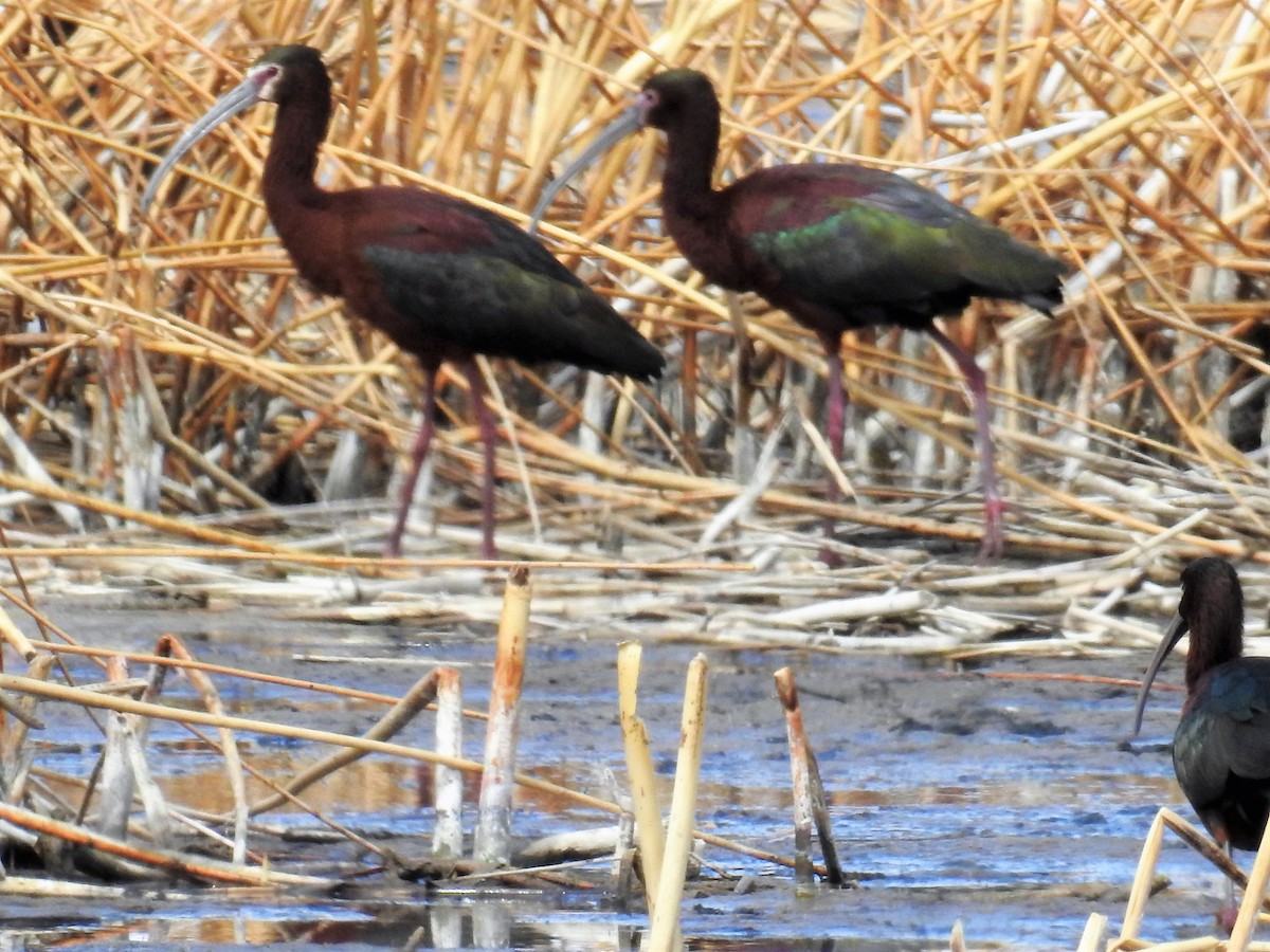 White-faced Ibis - ML94561761