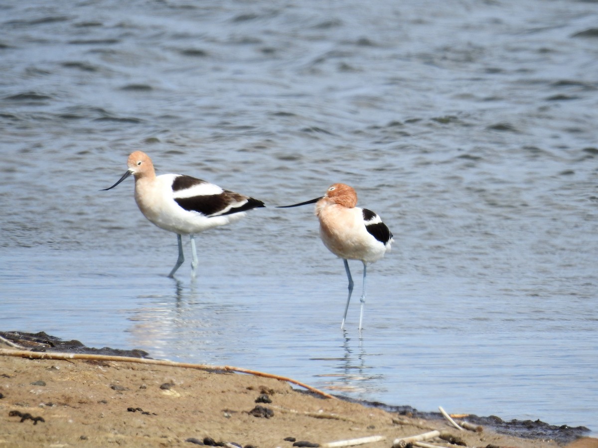 Avocette d'Amérique - ML94561841