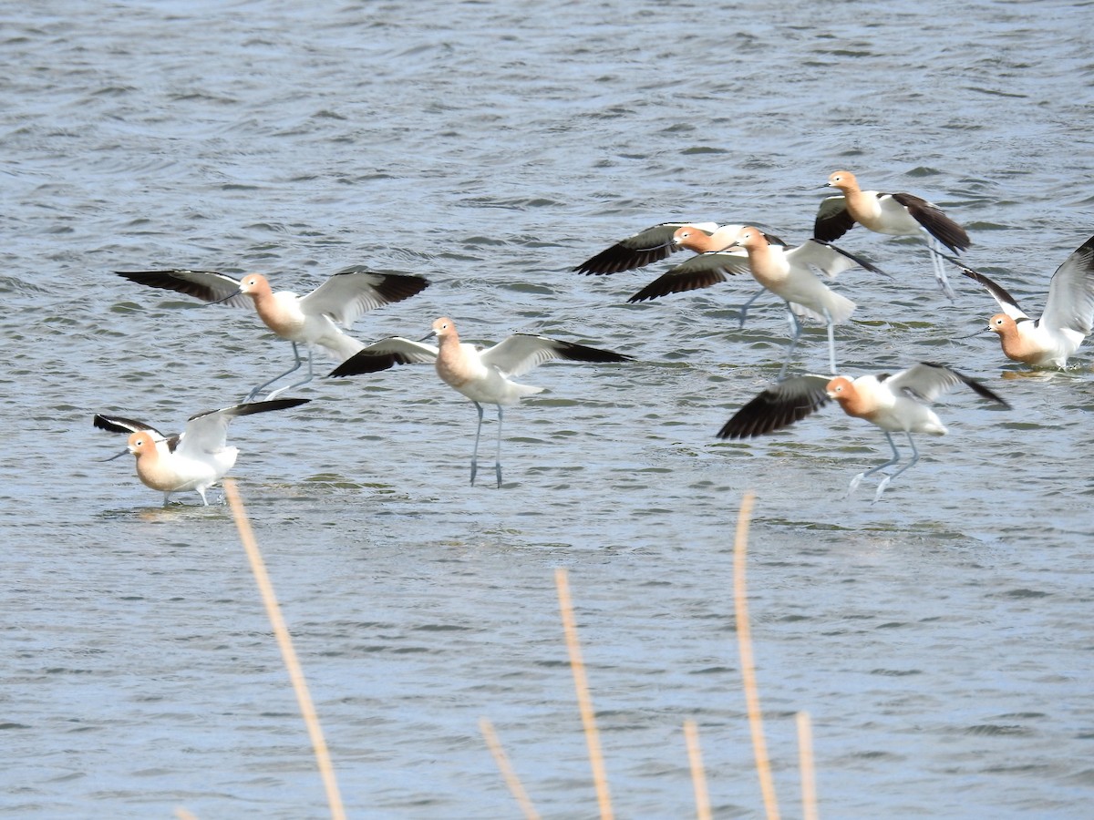 Avoceta Americana - ML94561851