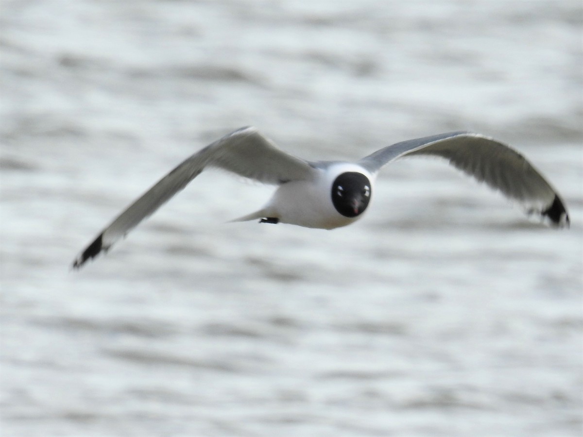 Mouette de Franklin - ML94561891