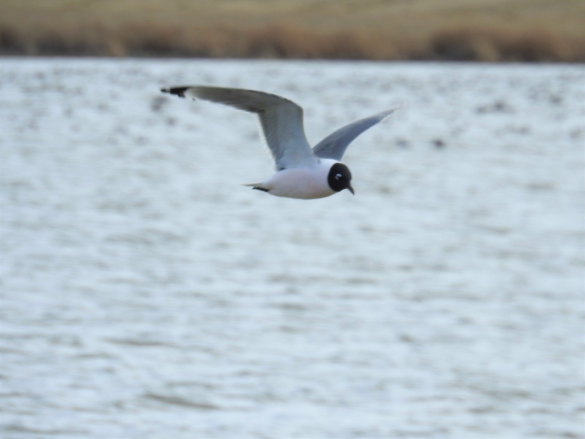 Franklin's Gull - Tina Toth