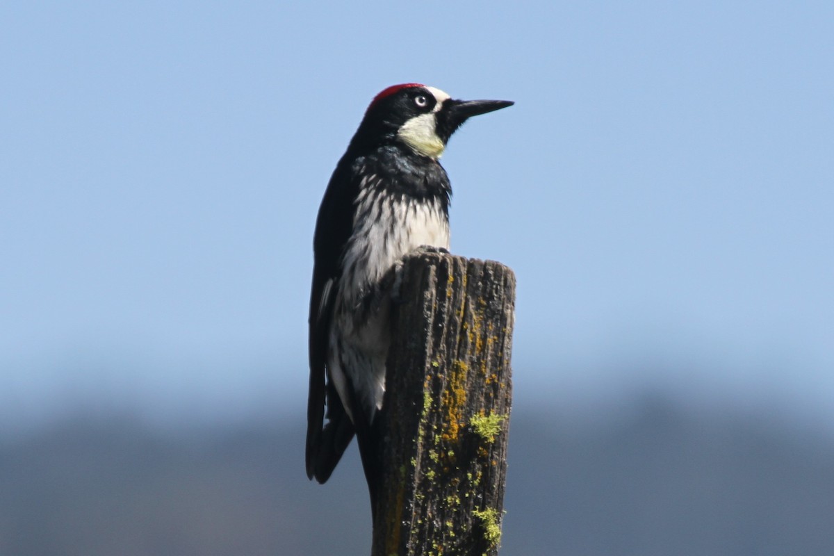 Acorn Woodpecker - ML94562571