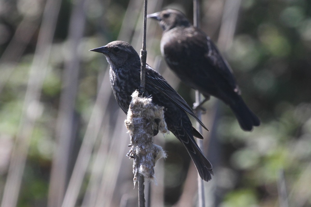 Tricolored Blackbird - ML94562661