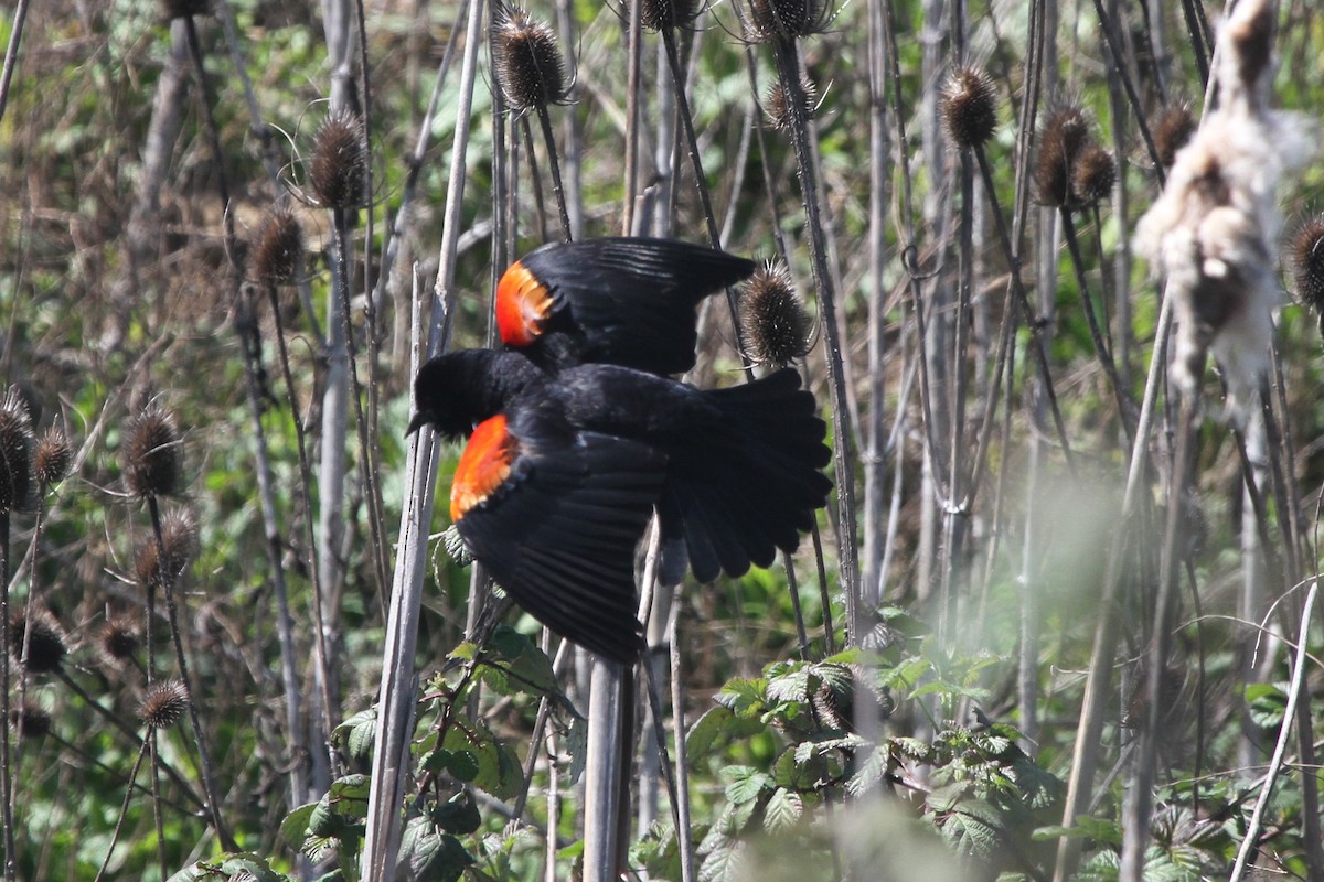 Red-winged Blackbird - ML94562701