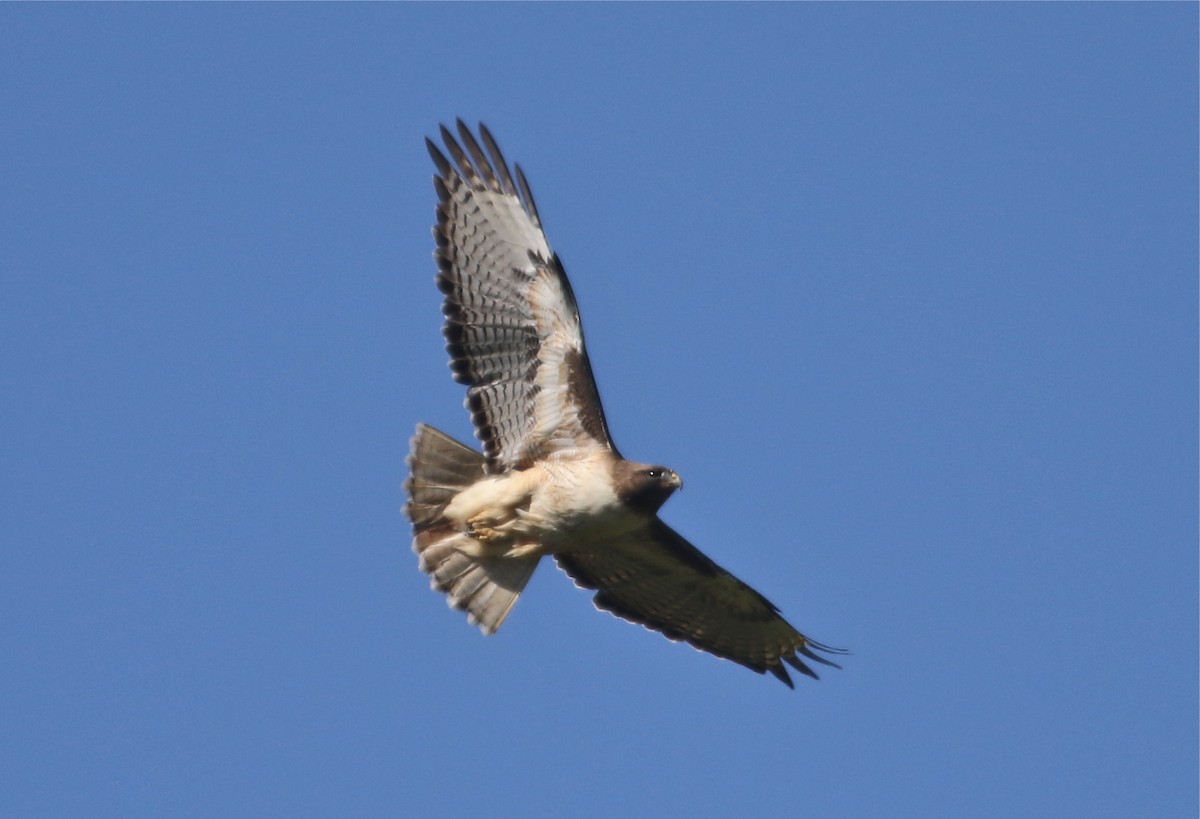 Red-tailed Hawk - Gil Ewing