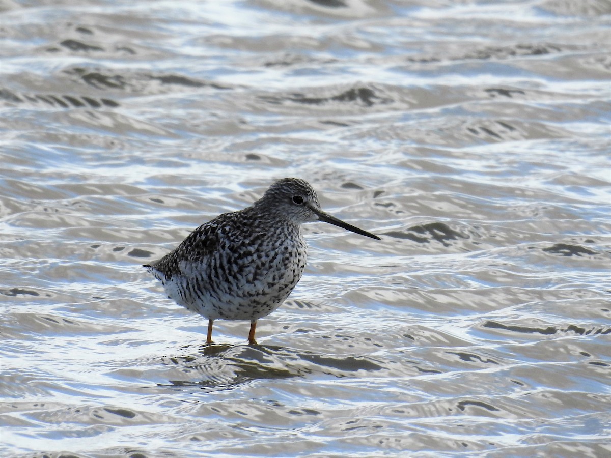 Greater Yellowlegs - Tina Toth